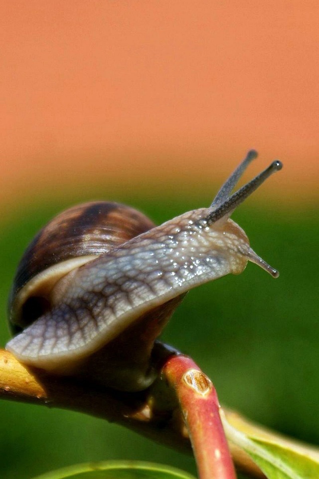 Snail On A Branch