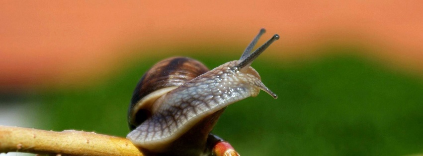 Snail On A Branch