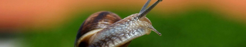 Snail On A Branch