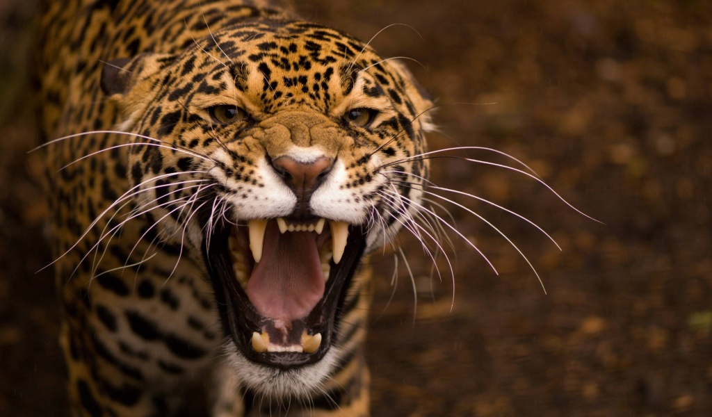 Snarling Jaguar