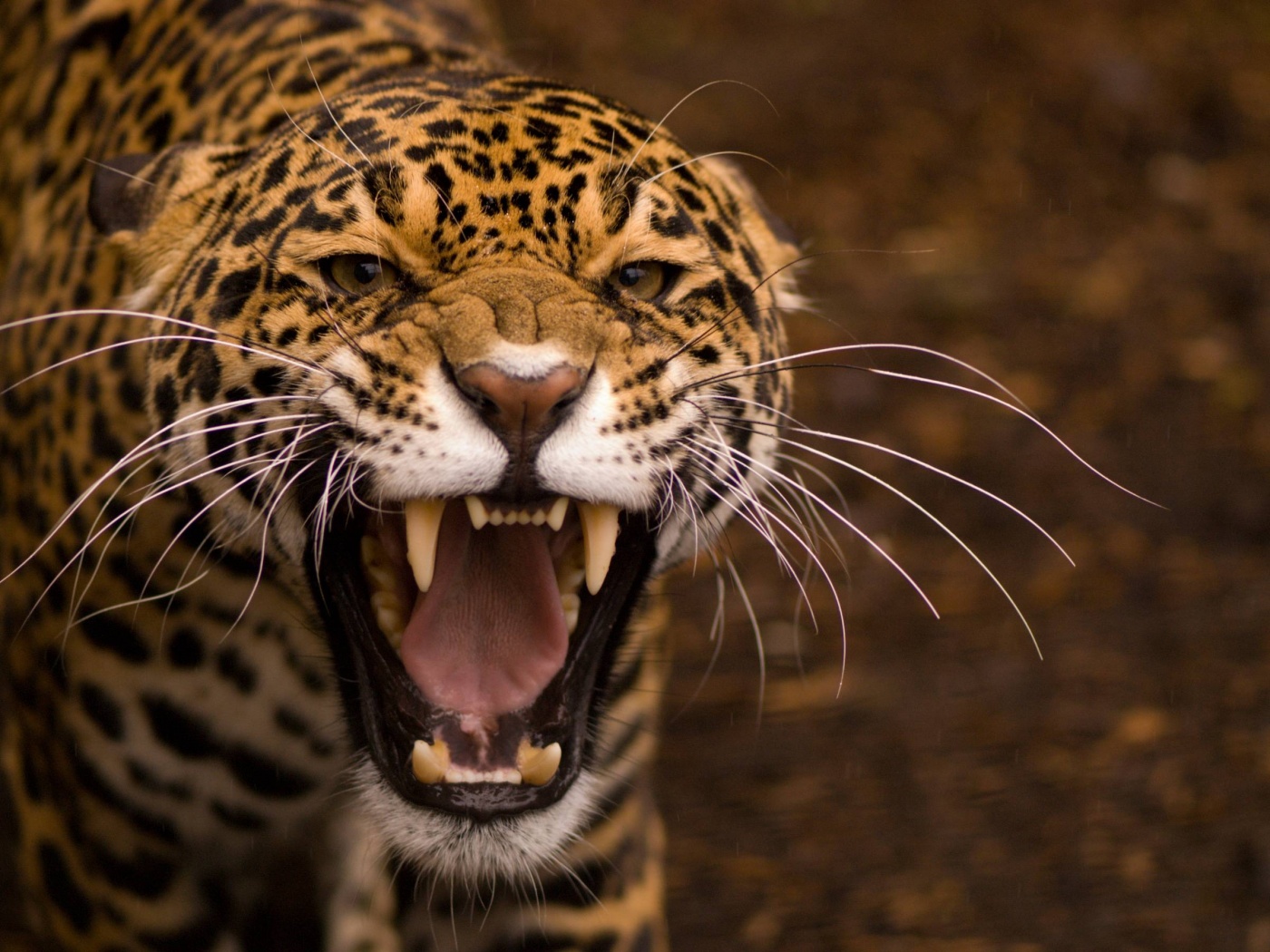 Snarling Jaguar