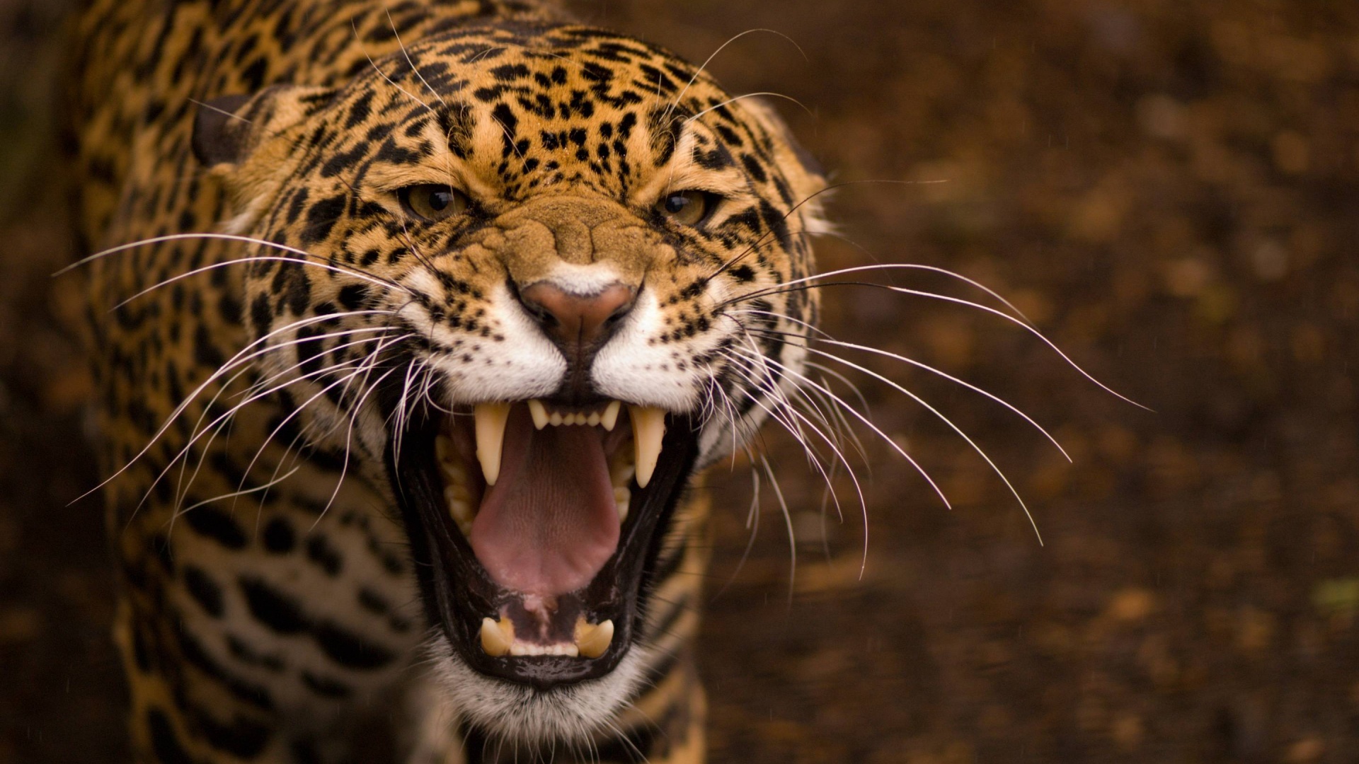 Snarling Jaguar