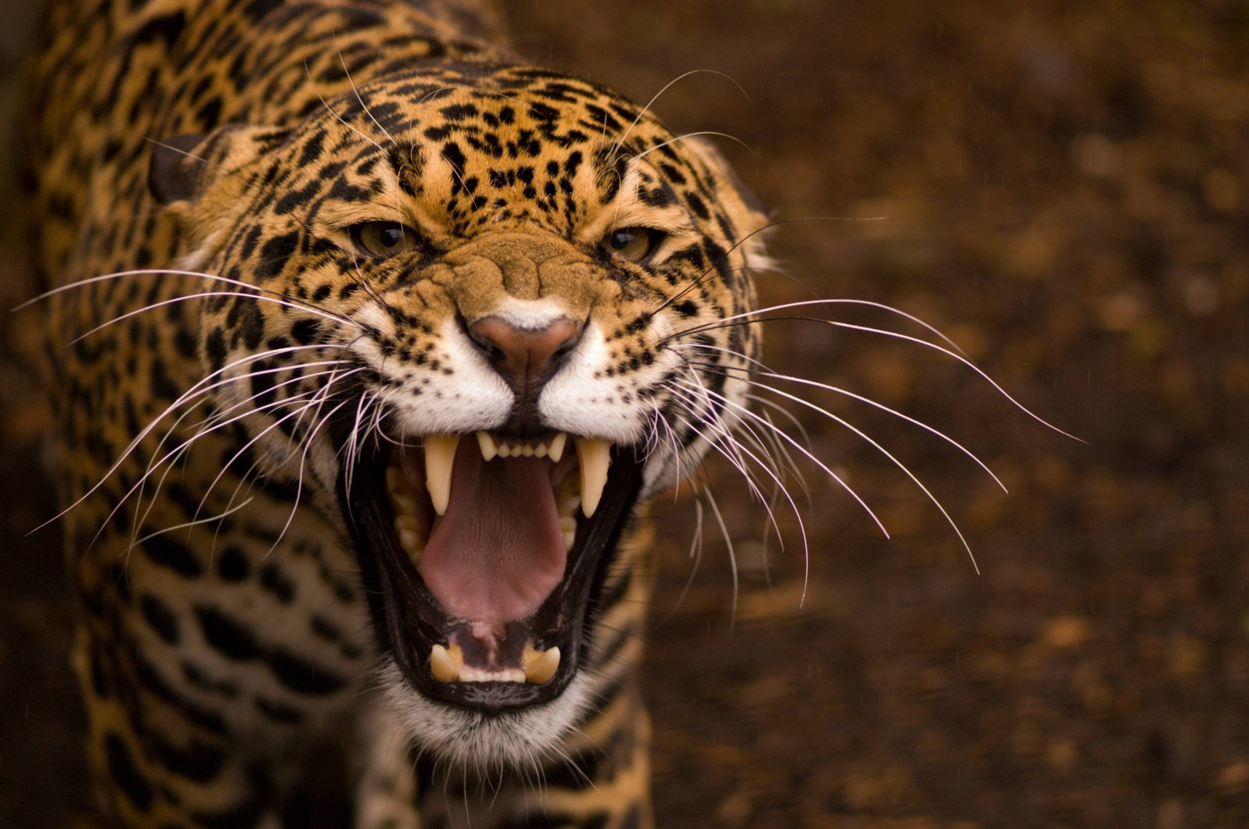 Snarling Jaguar