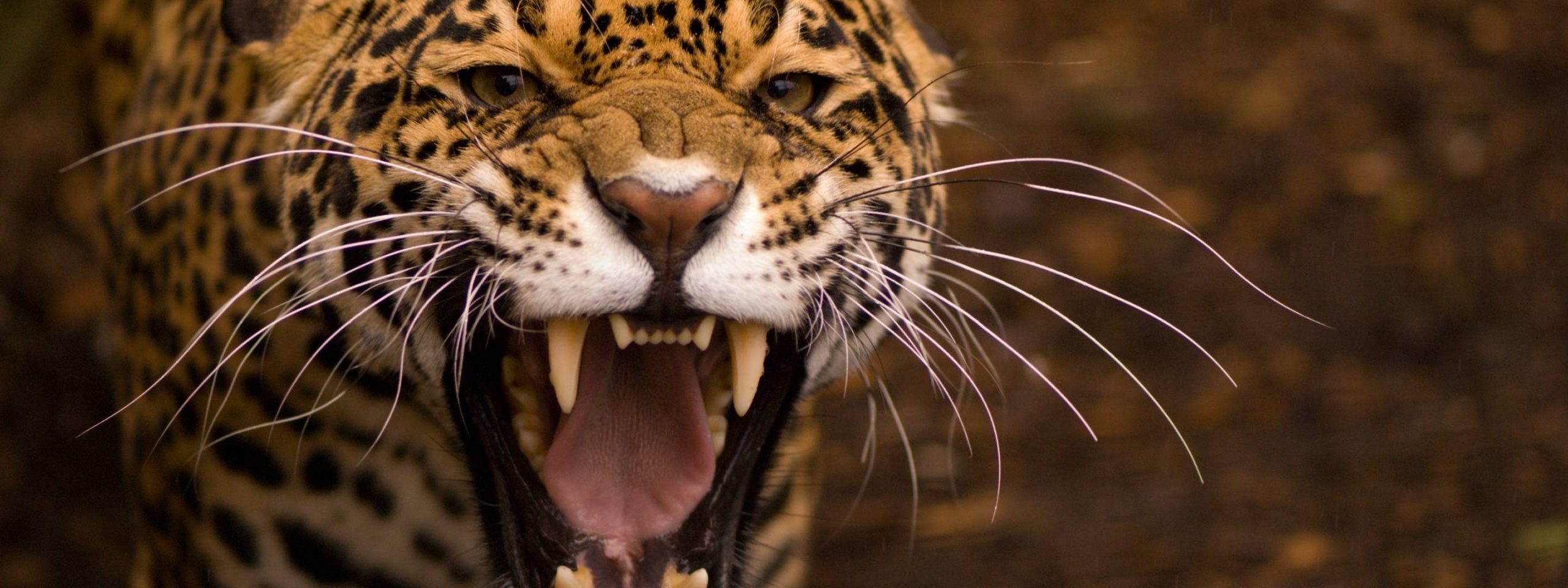 Snarling Jaguar