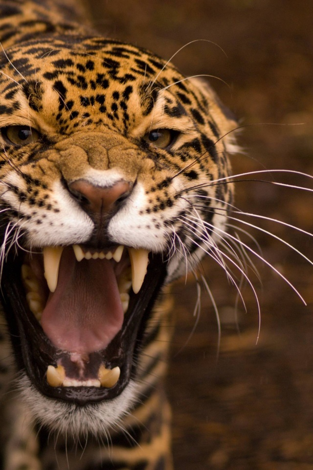 Snarling Jaguar