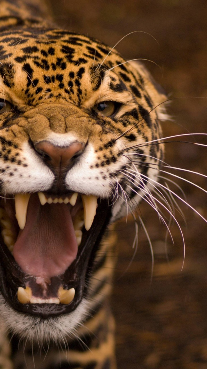 Snarling Jaguar