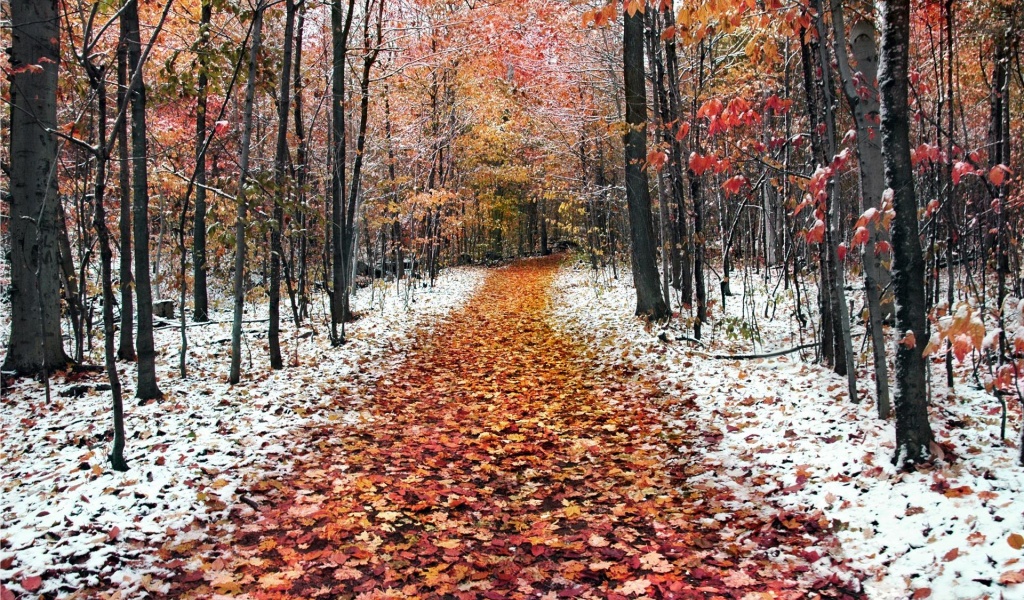 Snow Leaves Forest Roads Nature Landscape