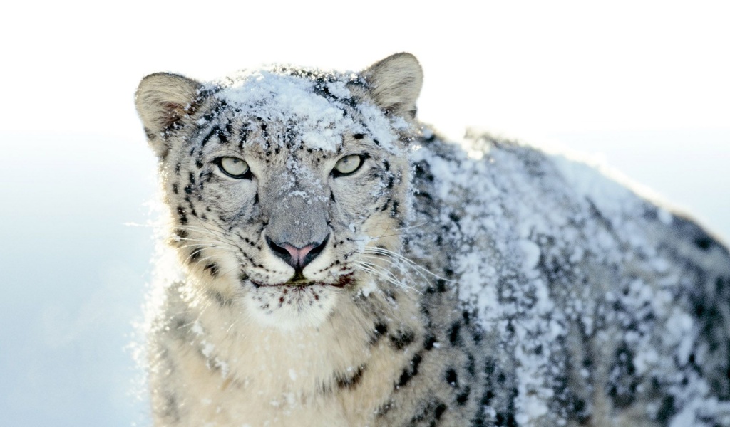 Snow Leopard