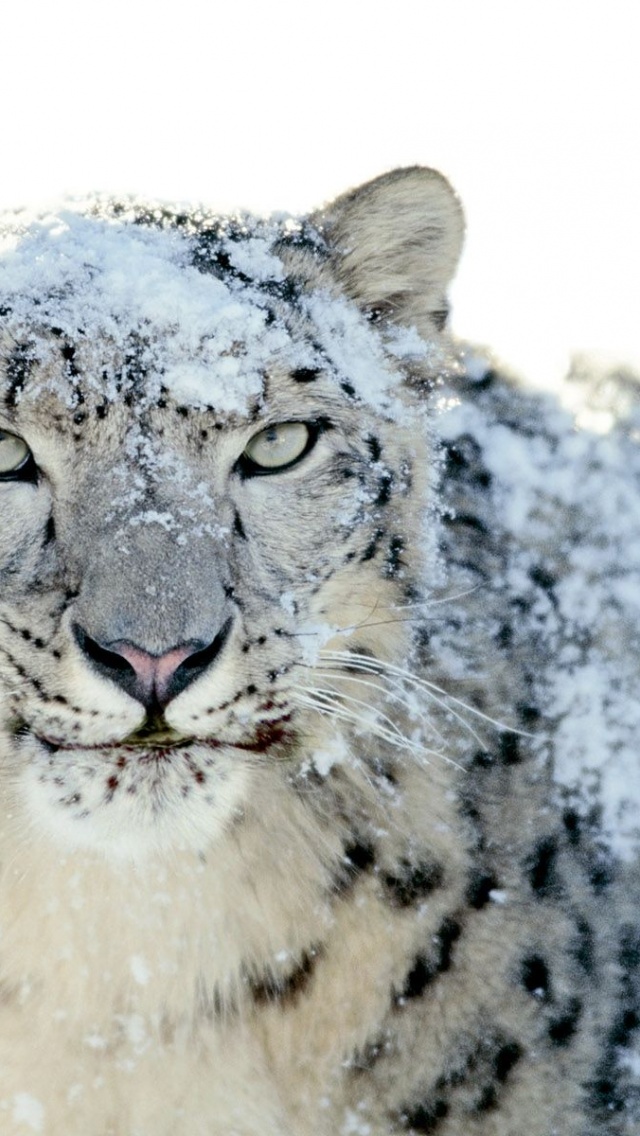 Snow Leopard