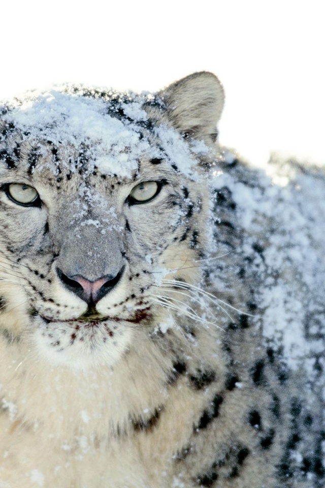 Snow Leopard