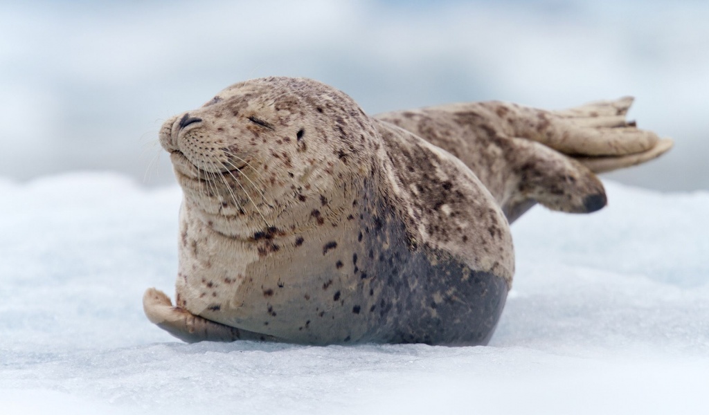 Snow Tiredness Seal South Sawyer Glacier