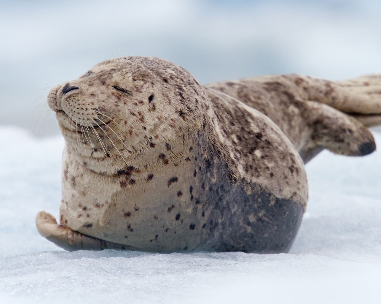 Snow Tiredness Seal South Sawyer Glacier