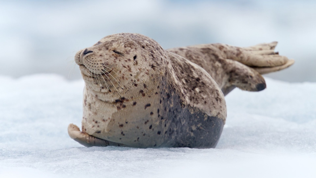 Snow Tiredness Seal South Sawyer Glacier