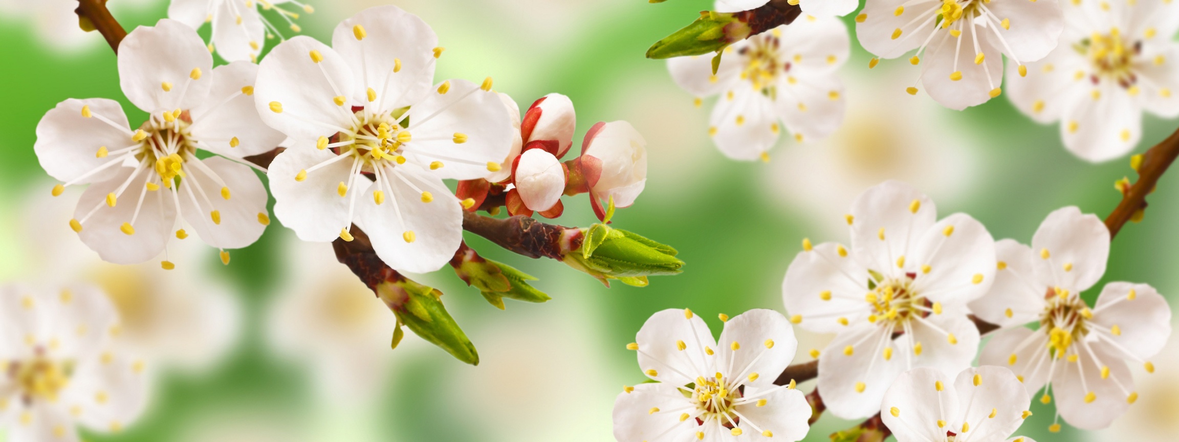 Spring Apple Blossom