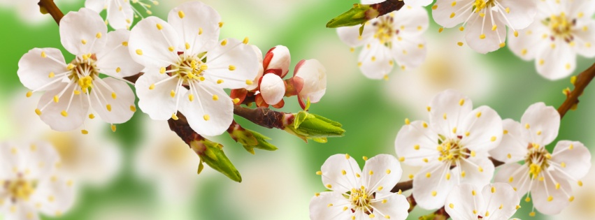 Spring Apple Blossom