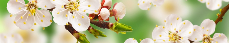 Spring Apple Blossom