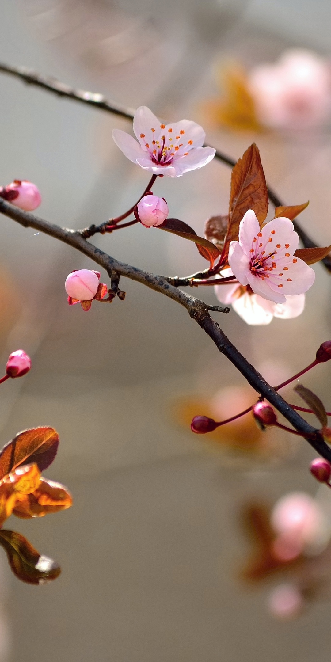 Spring Blossoms Depth Of Field Trees