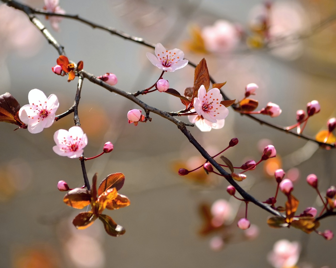 Spring Blossoms Depth Of Field Trees