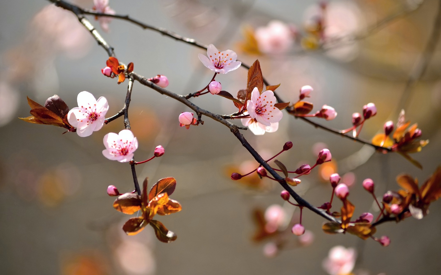 Spring Blossoms Depth Of Field Trees