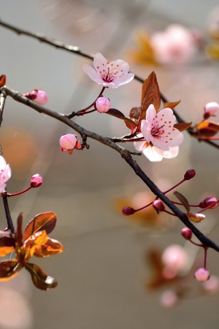 Spring Blossoms Depth Of Field Trees