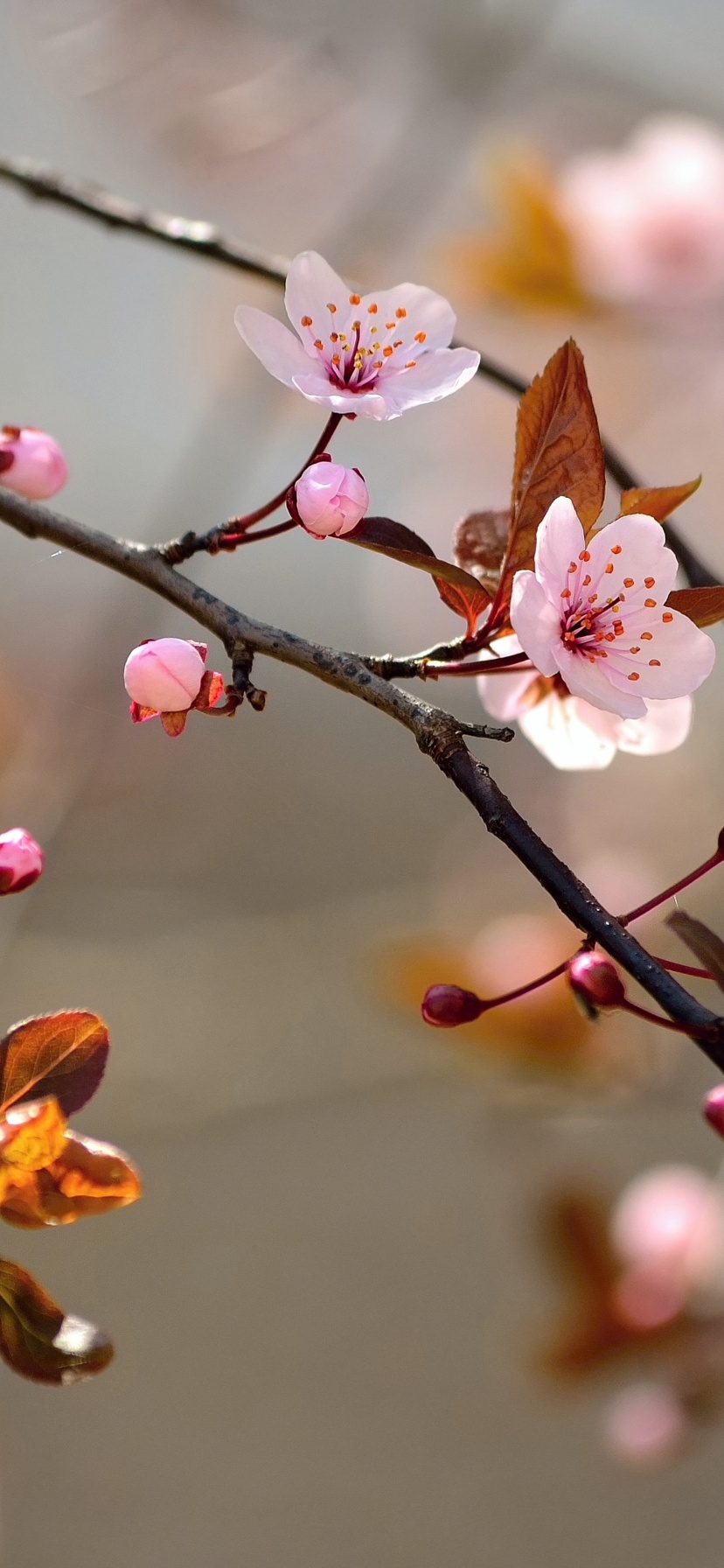 Spring Blossoms Depth Of Field Trees