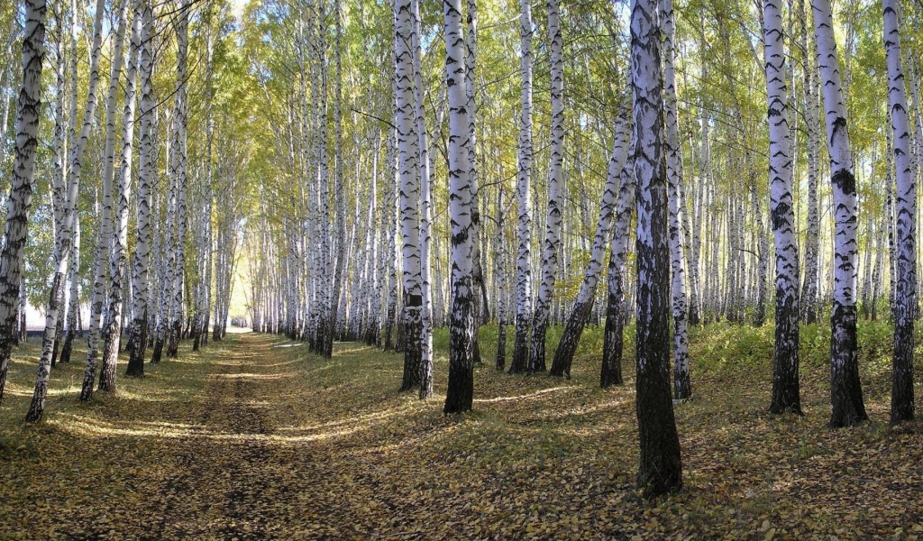 Spring Forest Beautiful Nature Landscapes