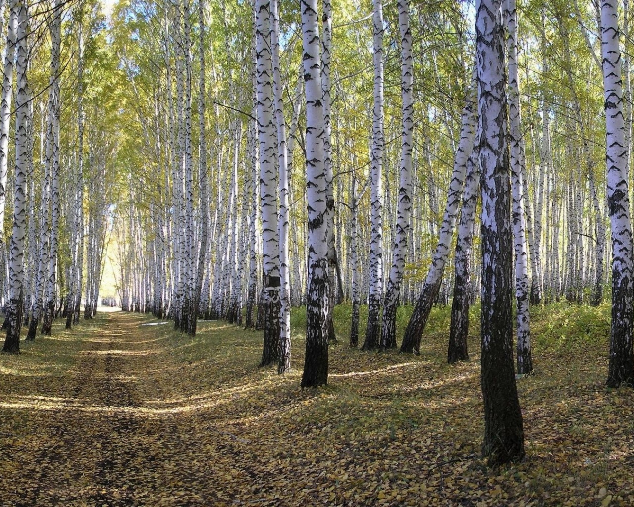 Spring Forest Beautiful Nature Landscapes