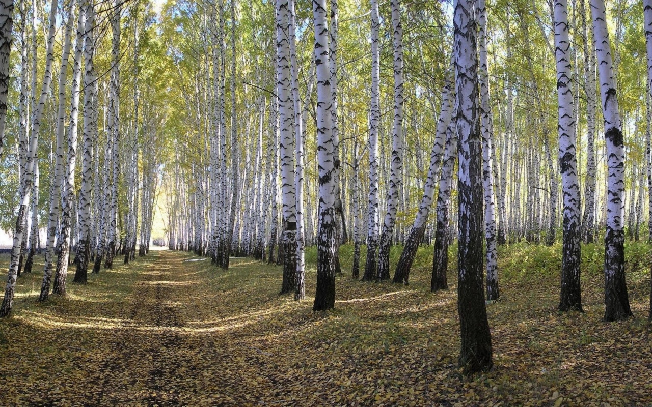 Spring Forest Beautiful Nature Landscapes