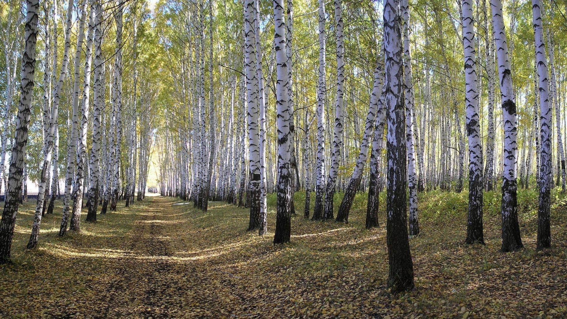 Spring Forest Beautiful Nature Landscapes