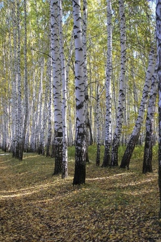 Spring Forest Beautiful Nature Landscapes