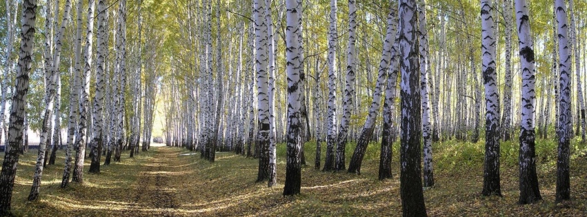 Spring Forest Beautiful Nature Landscapes