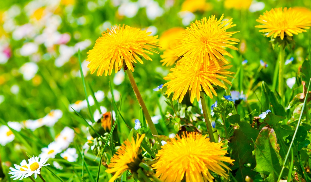 Spring Meadow And Yellow Dandelions