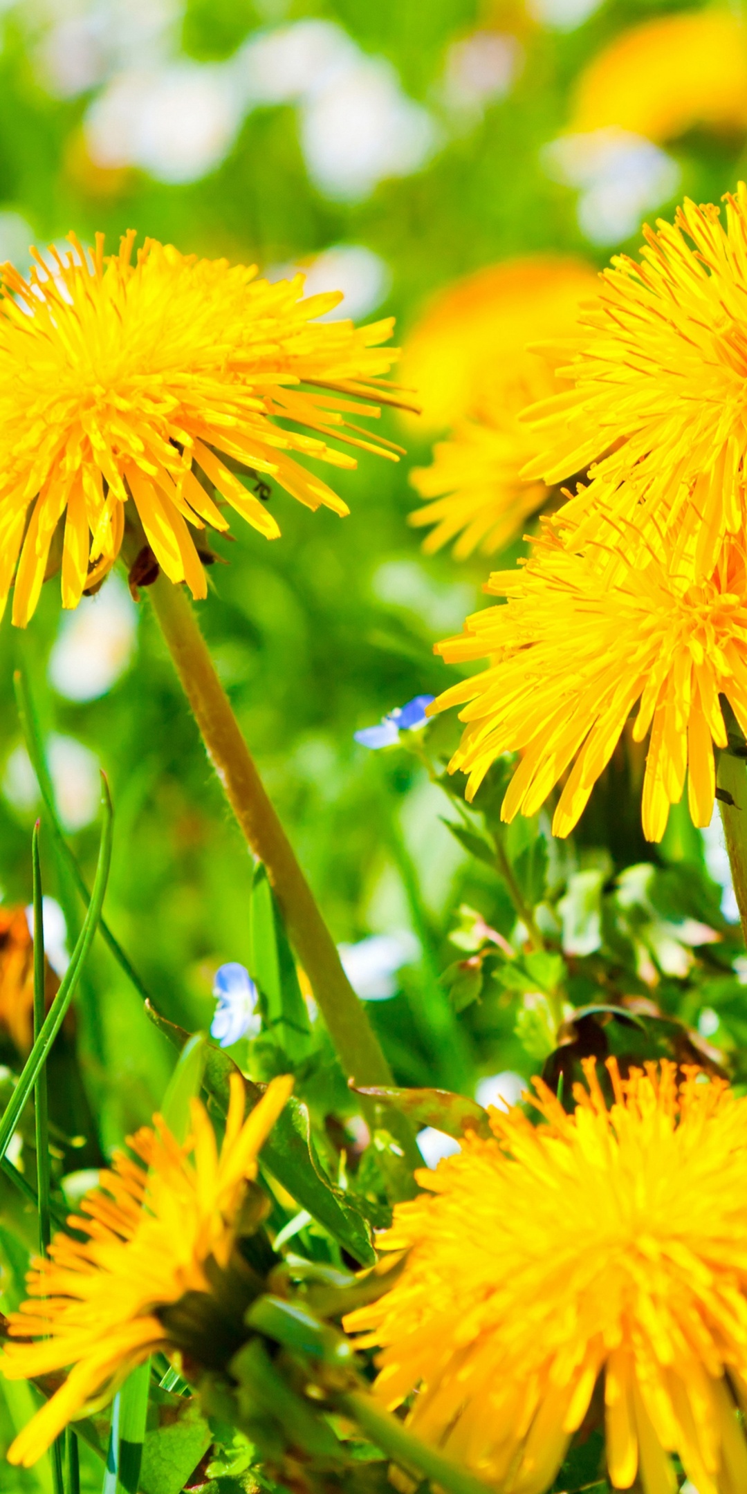 Spring Meadow And Yellow Dandelions