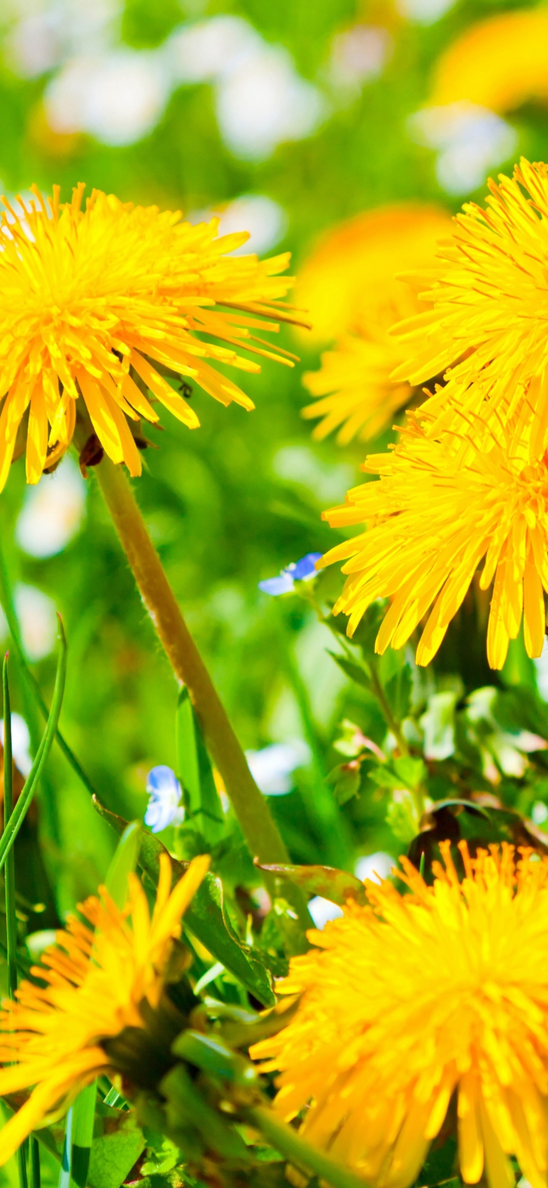 Spring Meadow And Yellow Dandelions