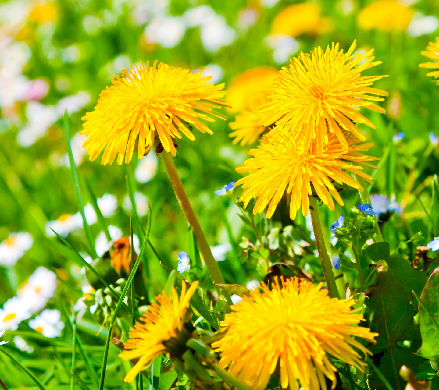 Spring Meadow And Yellow Dandelions