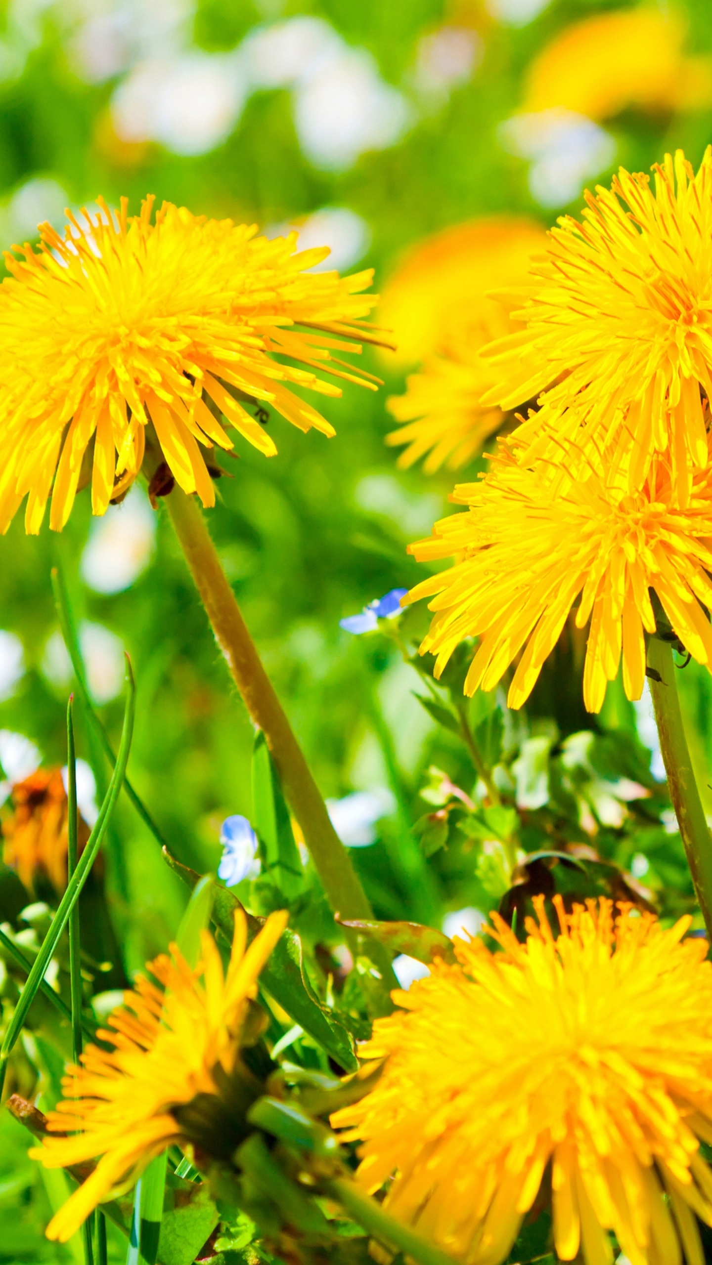 Spring Meadow And Yellow Dandelions