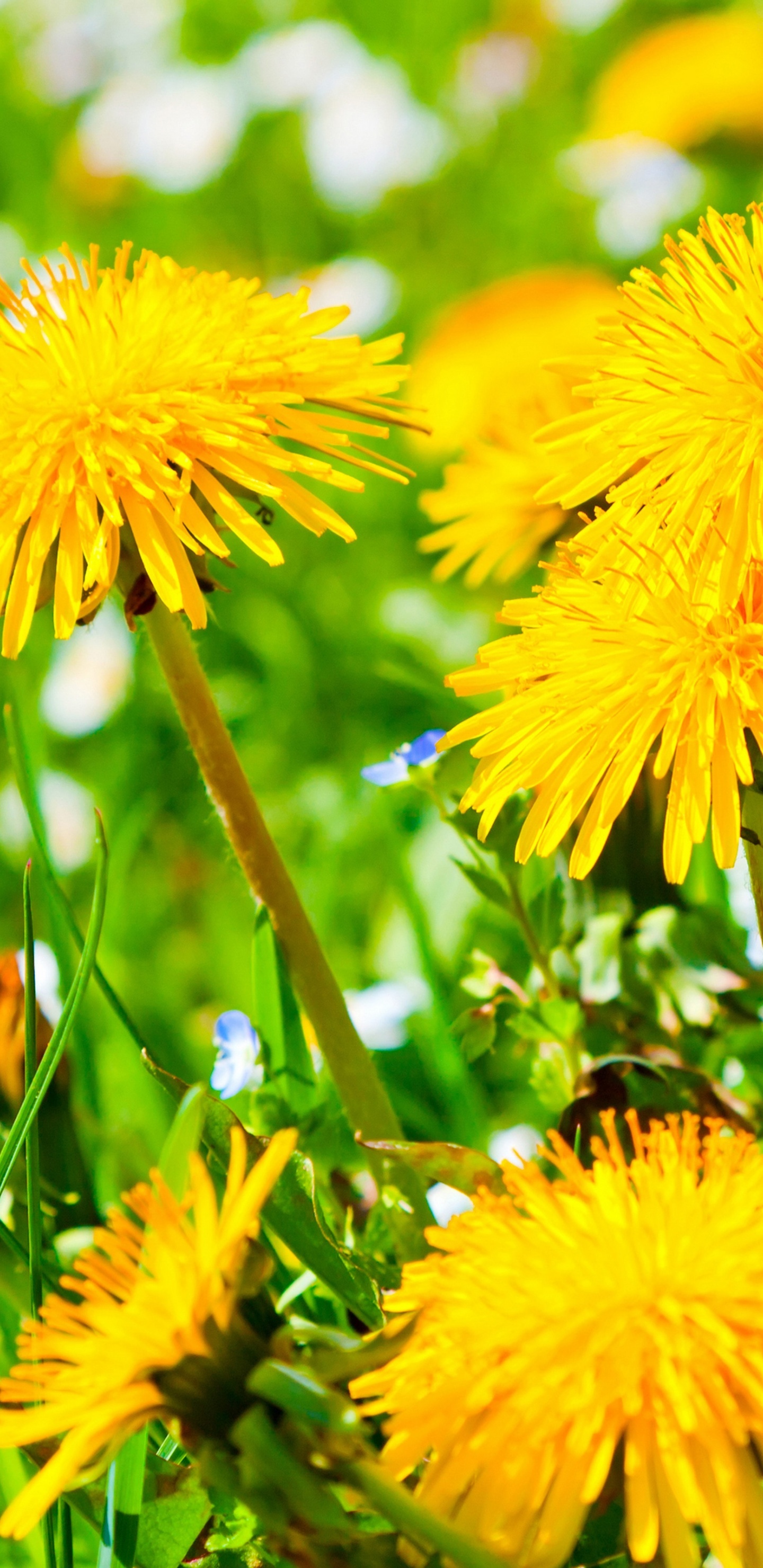 Spring Meadow And Yellow Dandelions