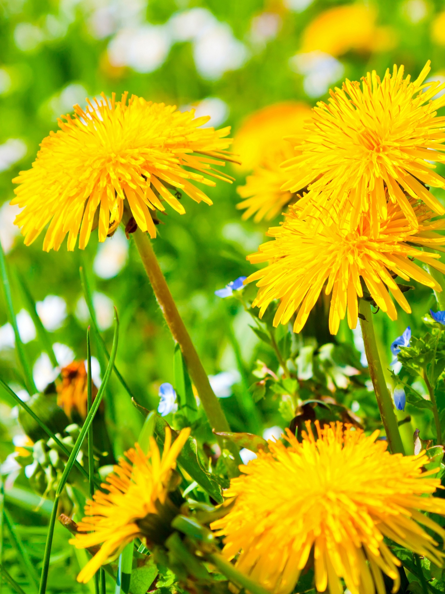 Spring Meadow And Yellow Dandelions