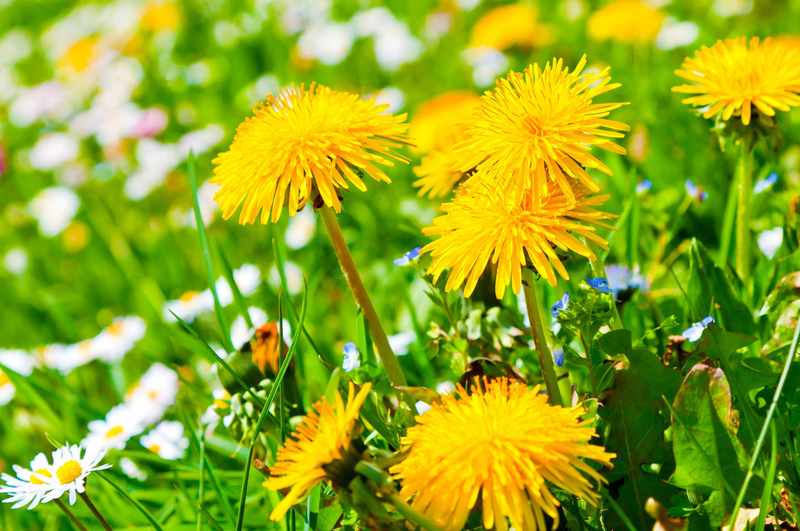 Spring Meadow And Yellow Dandelions