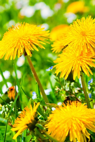 Spring Meadow And Yellow Dandelions