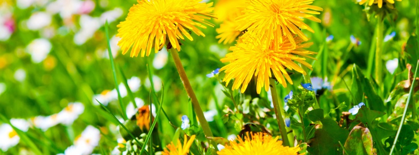 Spring Meadow And Yellow Dandelions