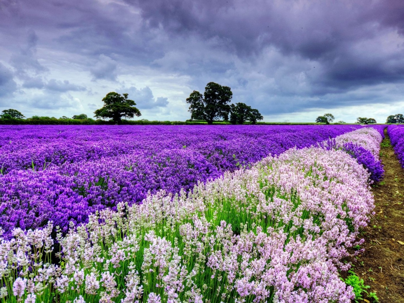 Spring Purple And White Flowers