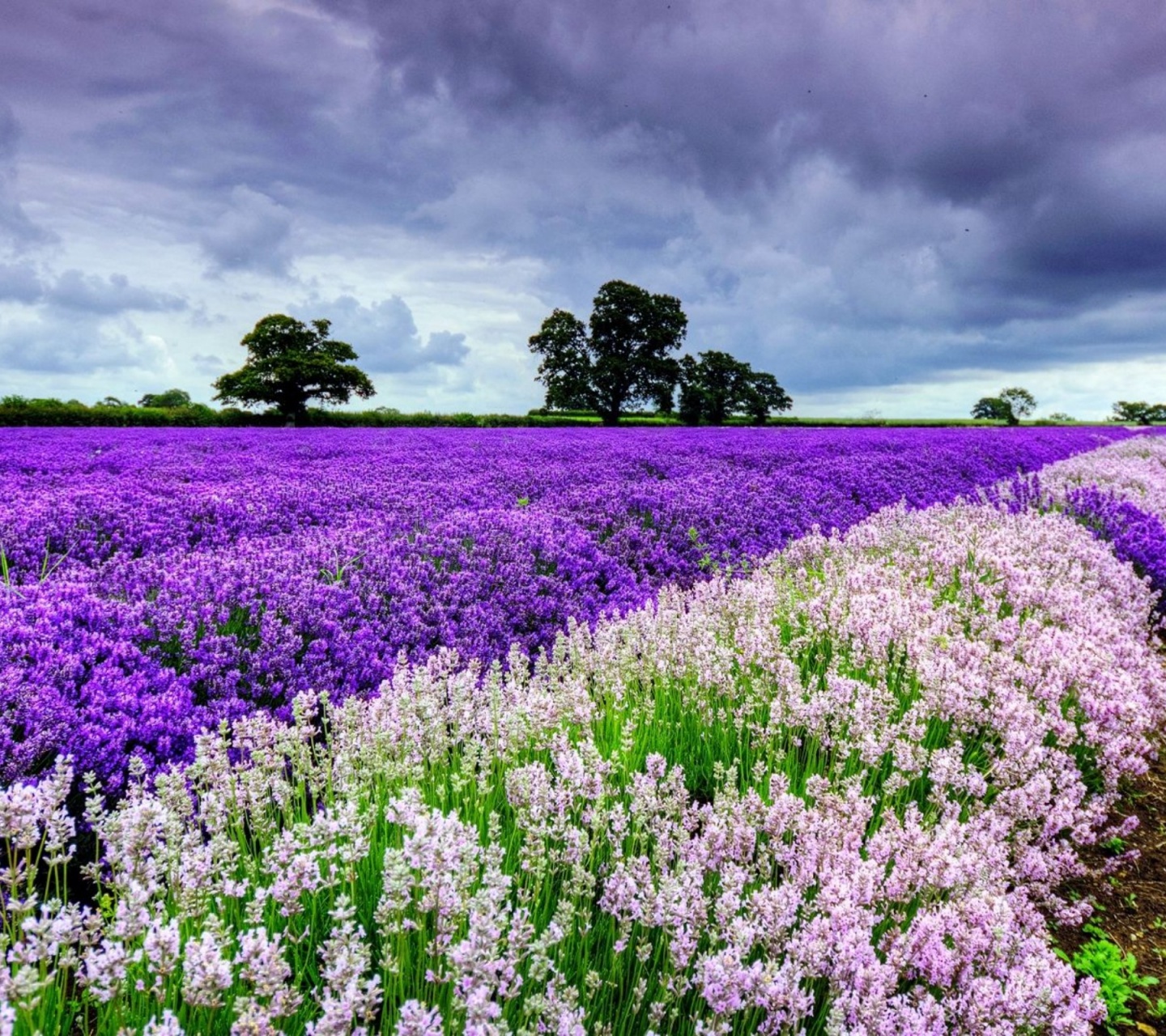 Spring Purple And White Flowers