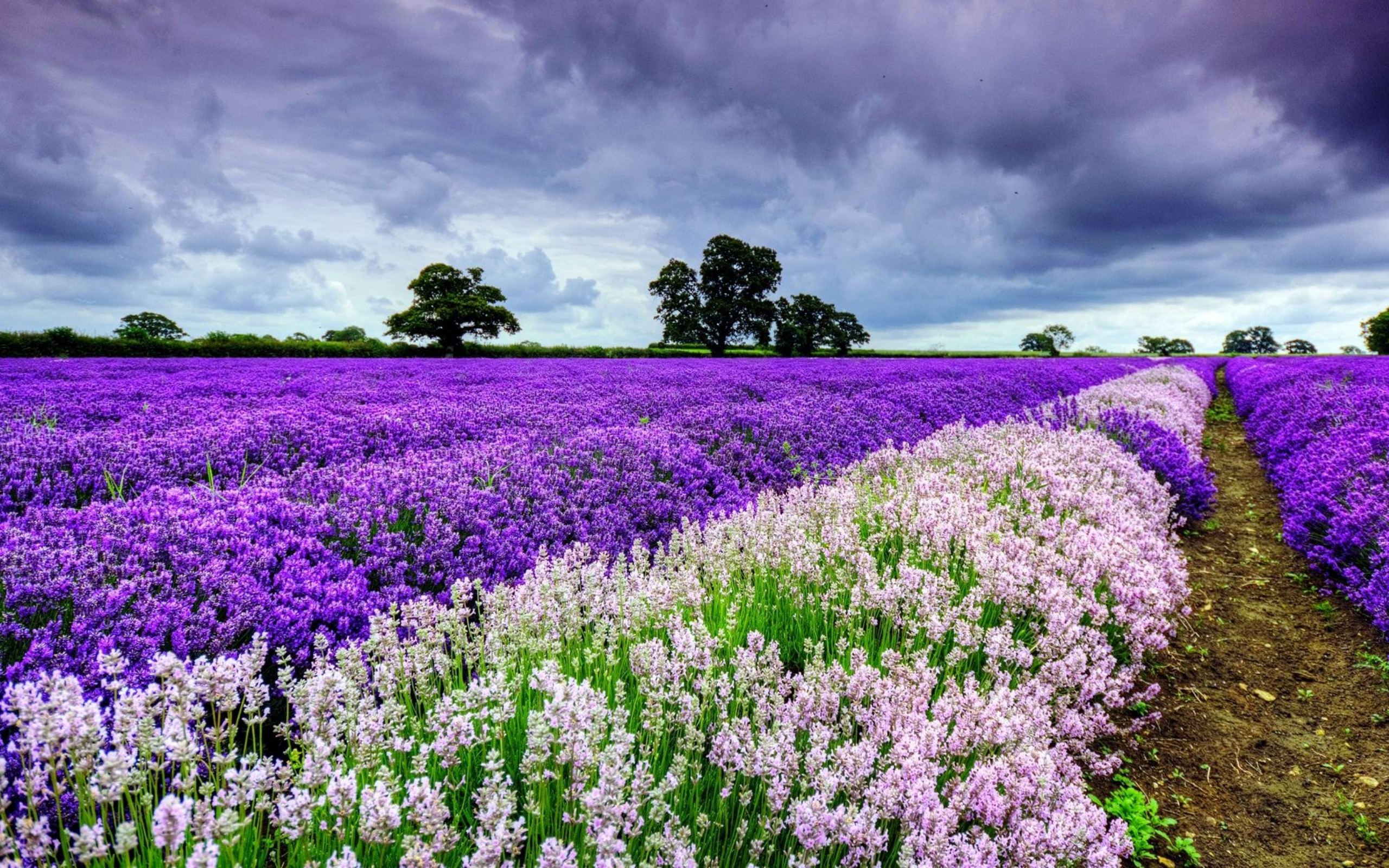 Spring Purple And White Flowers