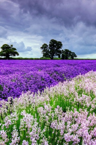 Spring Purple And White Flowers