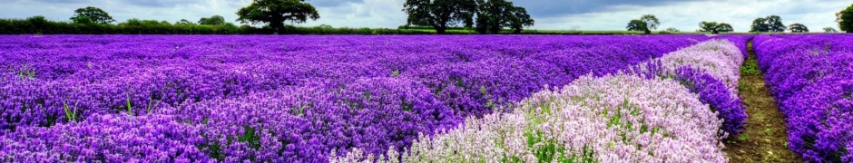 Spring Purple And White Flowers