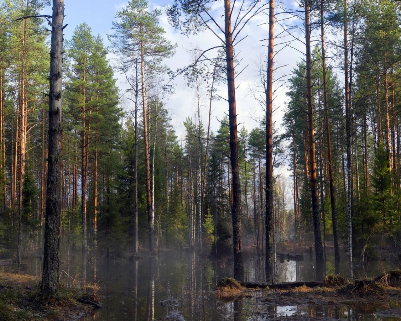 Spring Trees Forest Beautiful Nature Landscapes