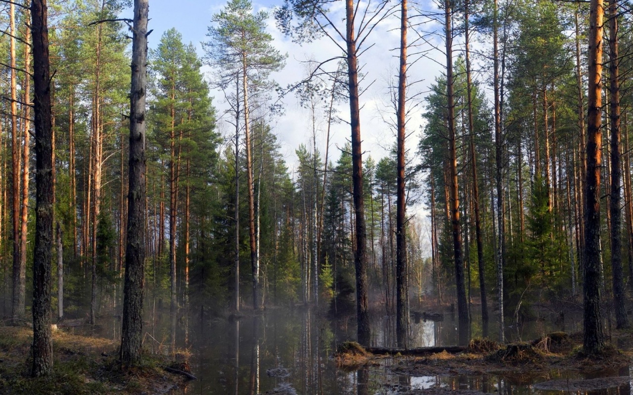 Spring Trees Forest Beautiful Nature Landscapes