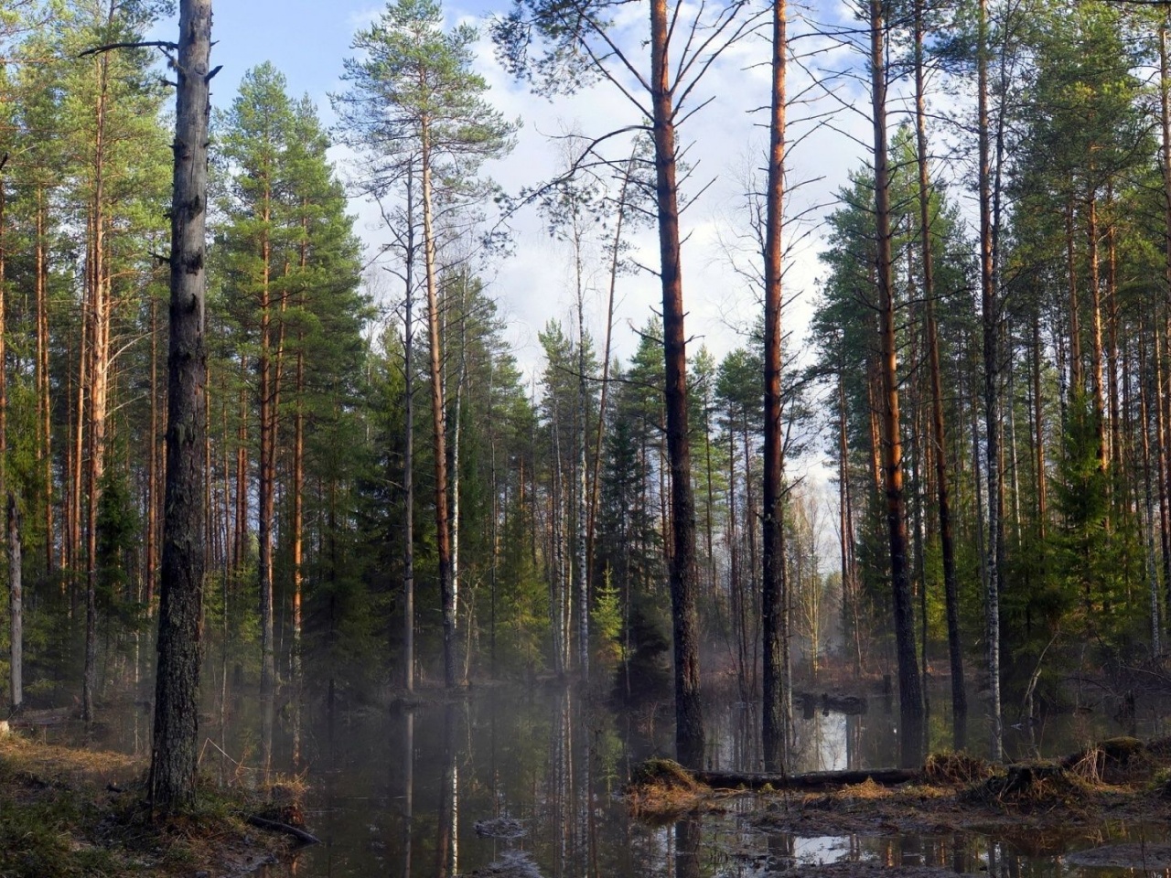 Spring Trees Forest Beautiful Nature Landscapes