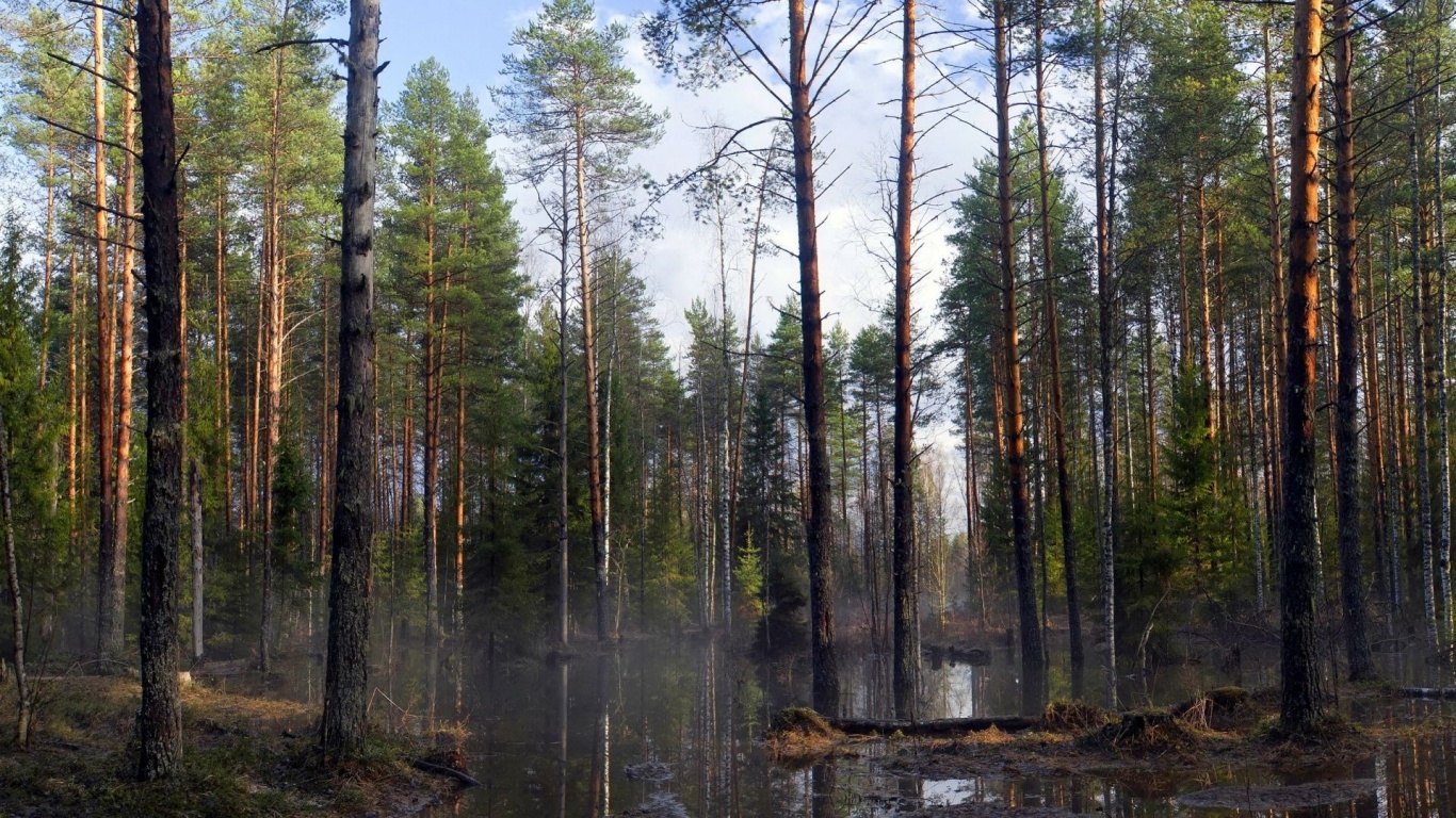 Spring Trees Forest Beautiful Nature Landscapes